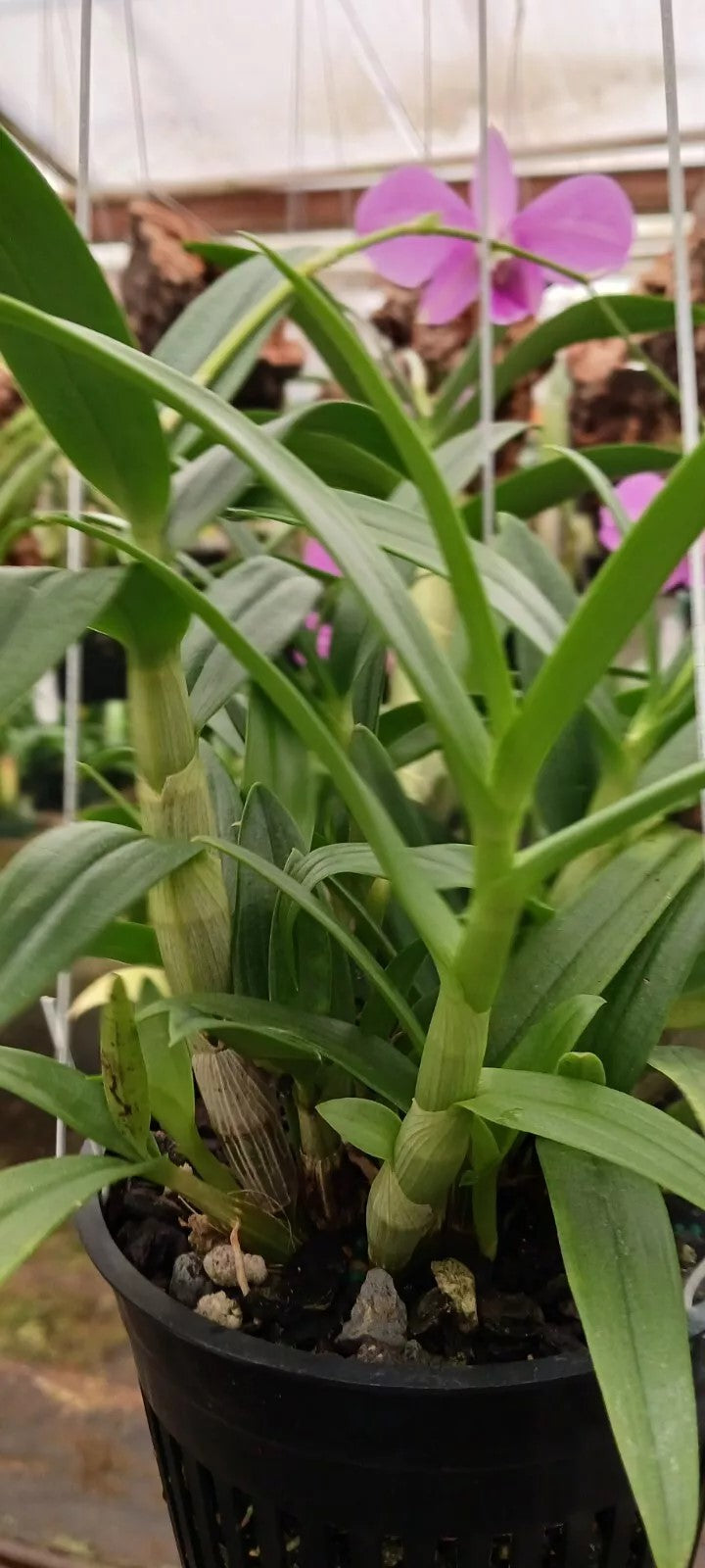 Orchid Dendrobium Zechia Lynn Pink Mad Happenings hanging Plant 3" pot