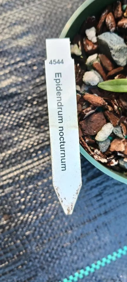 Orchid Epidendrum nocturnum Florida native Mad Happenings BS Species 4" pot