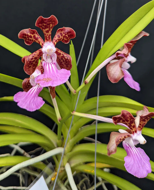 Vanda Pda  Cindy Banks