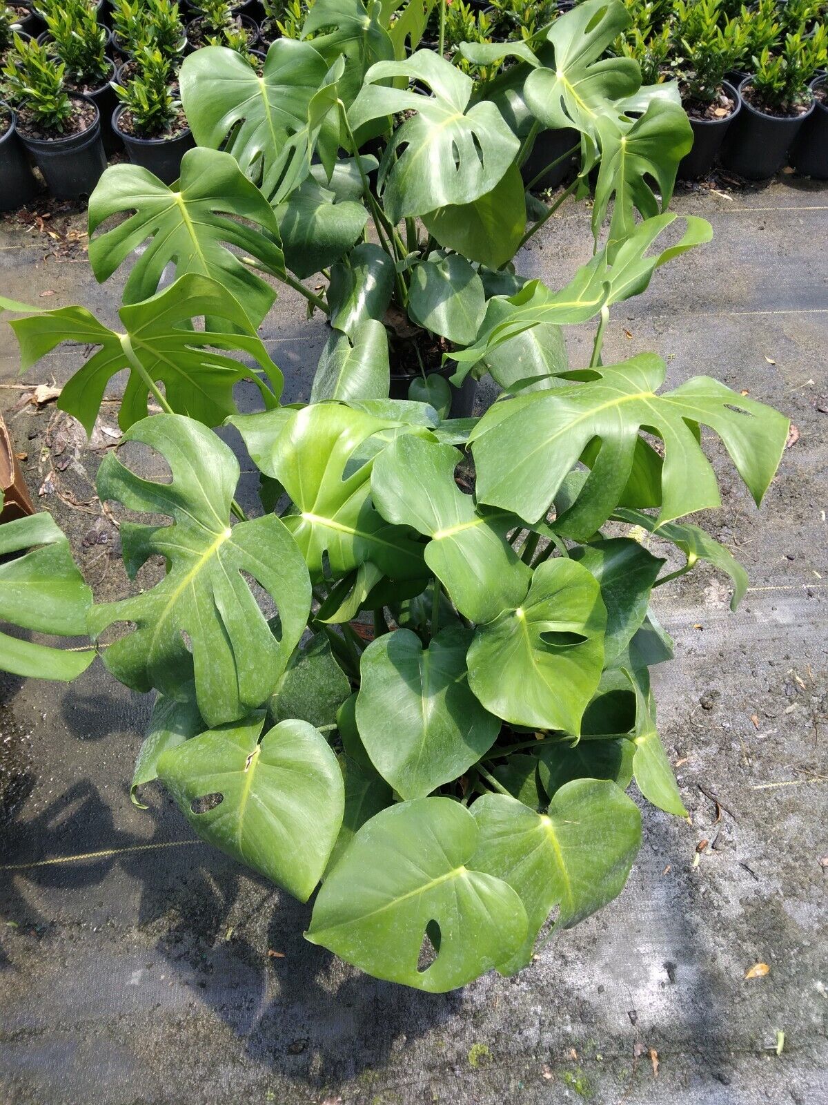 live monstera deliciosa Monstera Deliciosa Philodendron Swiss Cheese Live Plant – MadHappenings