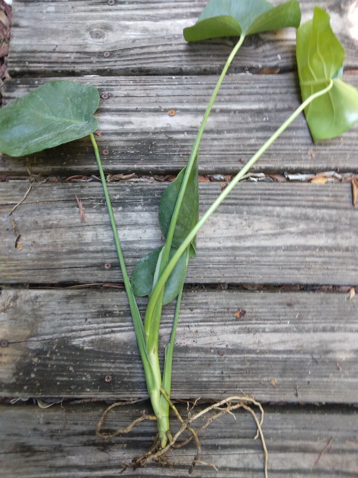 Monstera Deliciosa Philodendron Swiss Cheese Live Plant