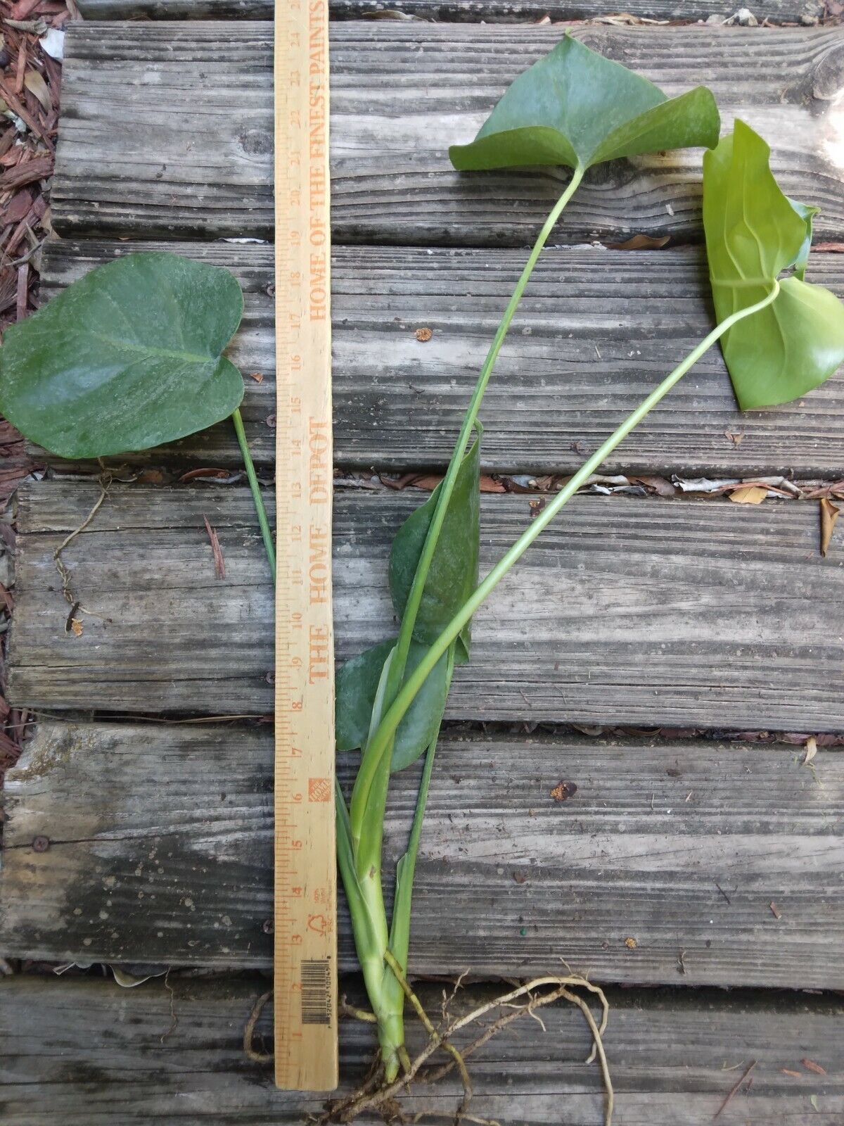 Monstera Deliciosa Philodendron Swiss Cheese Live Plant