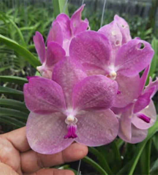 Orchid Vanda Prapathom Gold x coerulea pink Mad Happing Tropical Hanging Plant