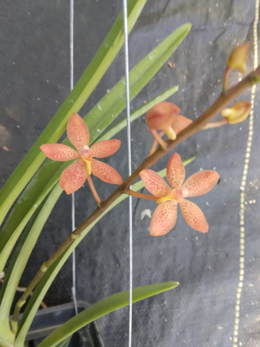 Orchid Vanda Ren monachica x curvifolium