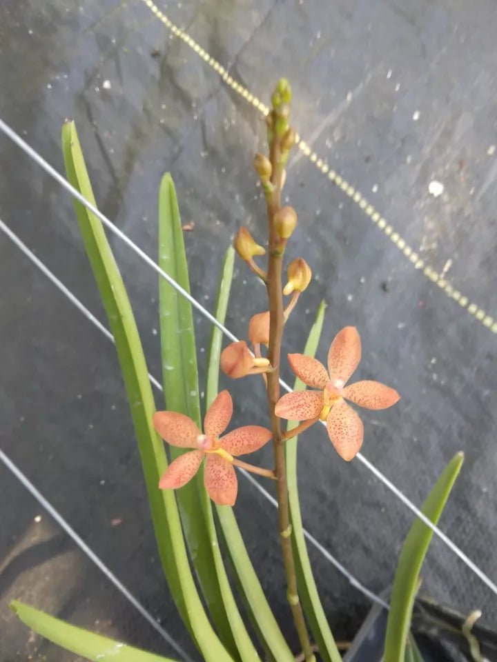 Orchid Vanda Ren monachica x curvifolium