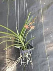 Orchid Vanda Ren monachica x curvifolium