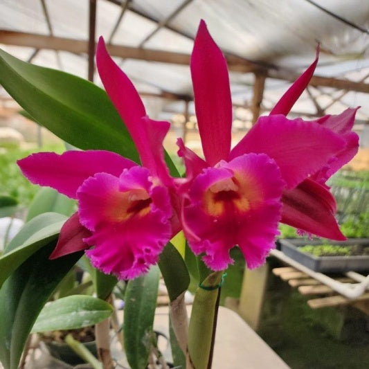 Orchid Cattleya Rth Cherry Suisse x C aclandiae x R digbyanna 4" pot
