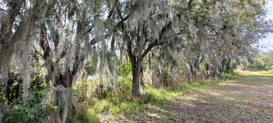 Spanish Moss Bromeliad Tillandsia usneoides Mad Happenings Air Plant craft mulch