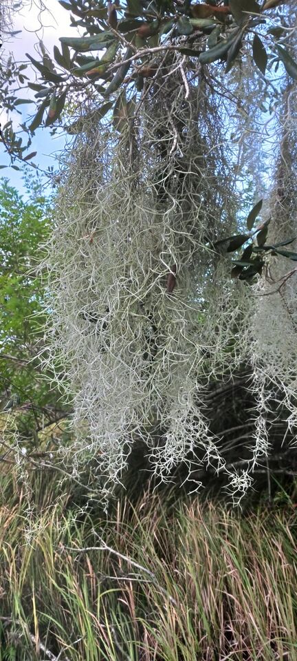 Spanish Moss Bromeliad Tillandsia usneoides Mad Happenings Air Plant craft mulch