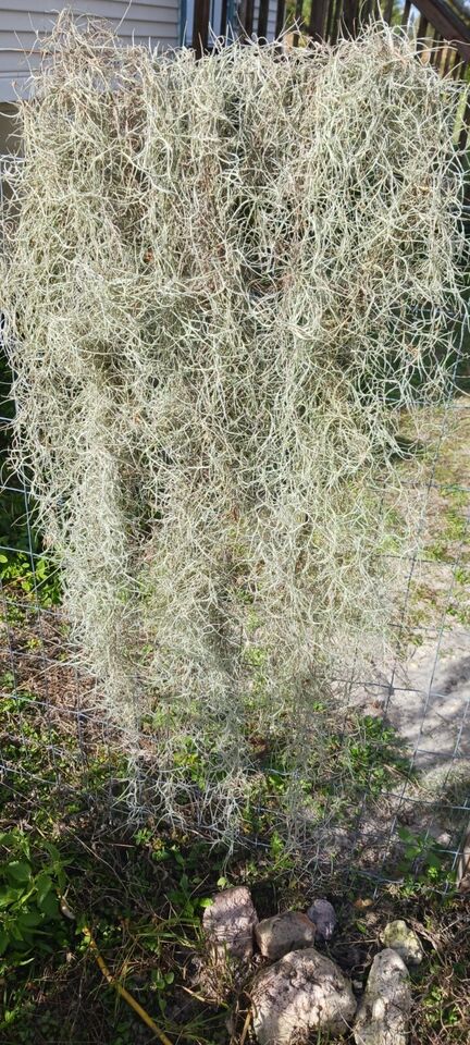 Spanish Moss Bromeliad Tillandsia usneoides Mad Happenings Air Plant craft mulch