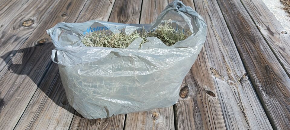 Spanish Moss Bromeliad Tillandsia usneoides Mad Happenings Air Plant craft mulch