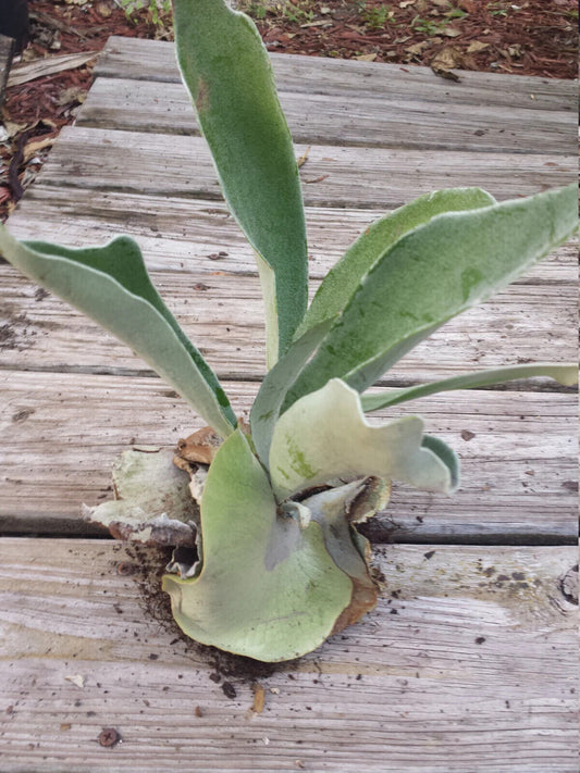 Staghorn Fern Platycerum hillii Tropical Plants