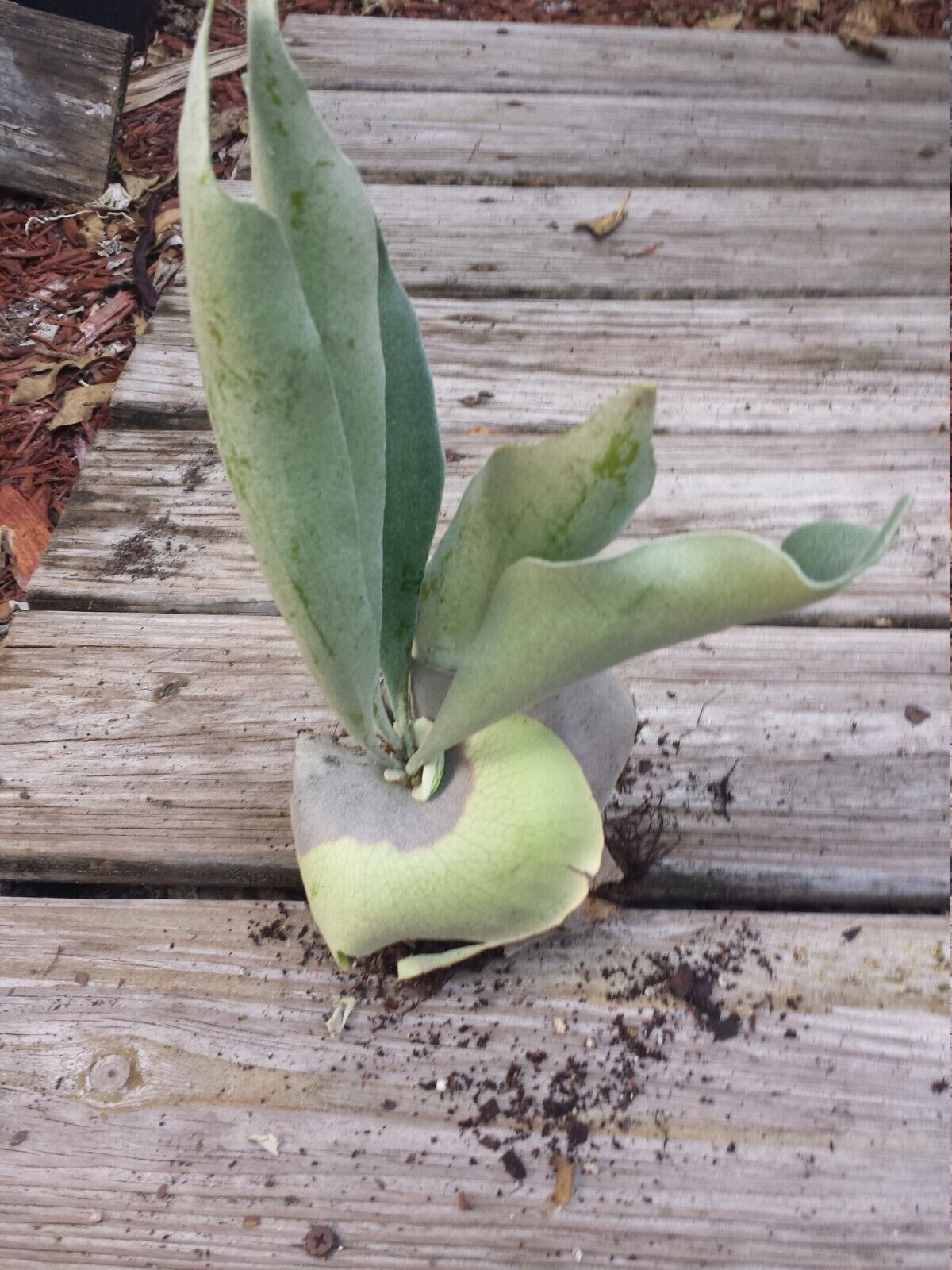 Staghorn Fern Platycerum hillii Tropical Plants