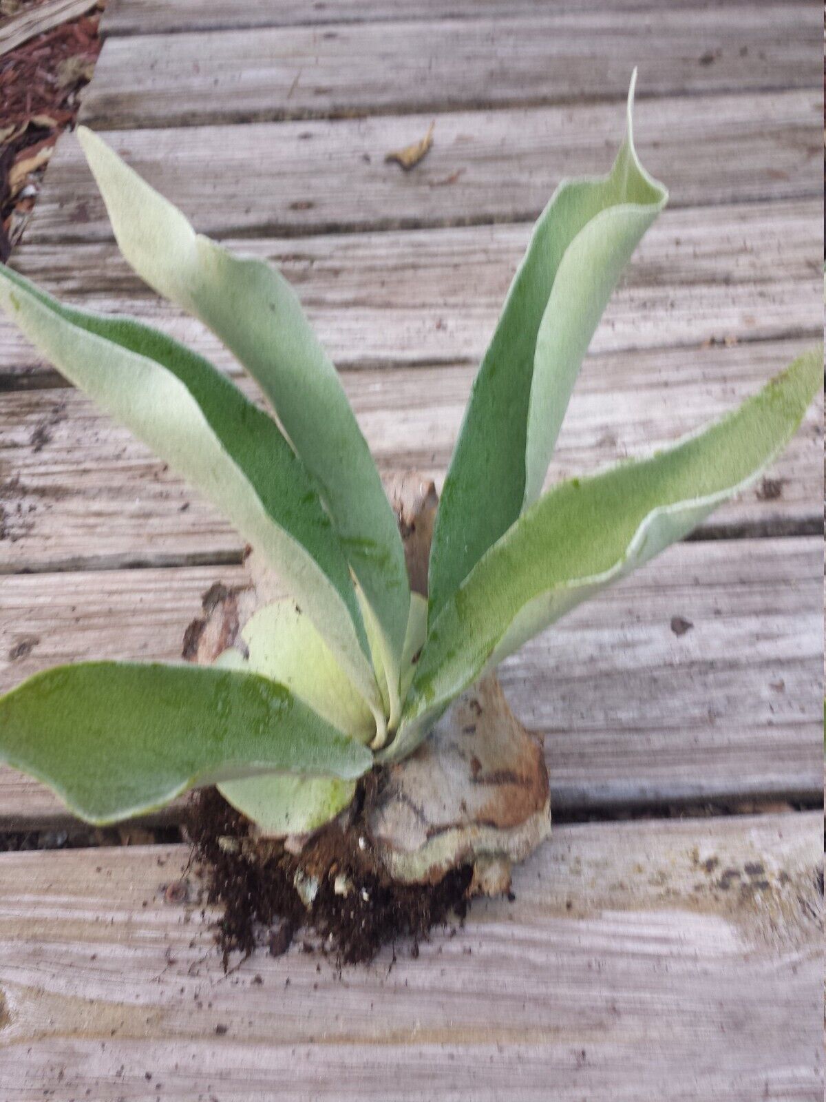 Staghorn Fern Platycerum hillii Tropical Plants