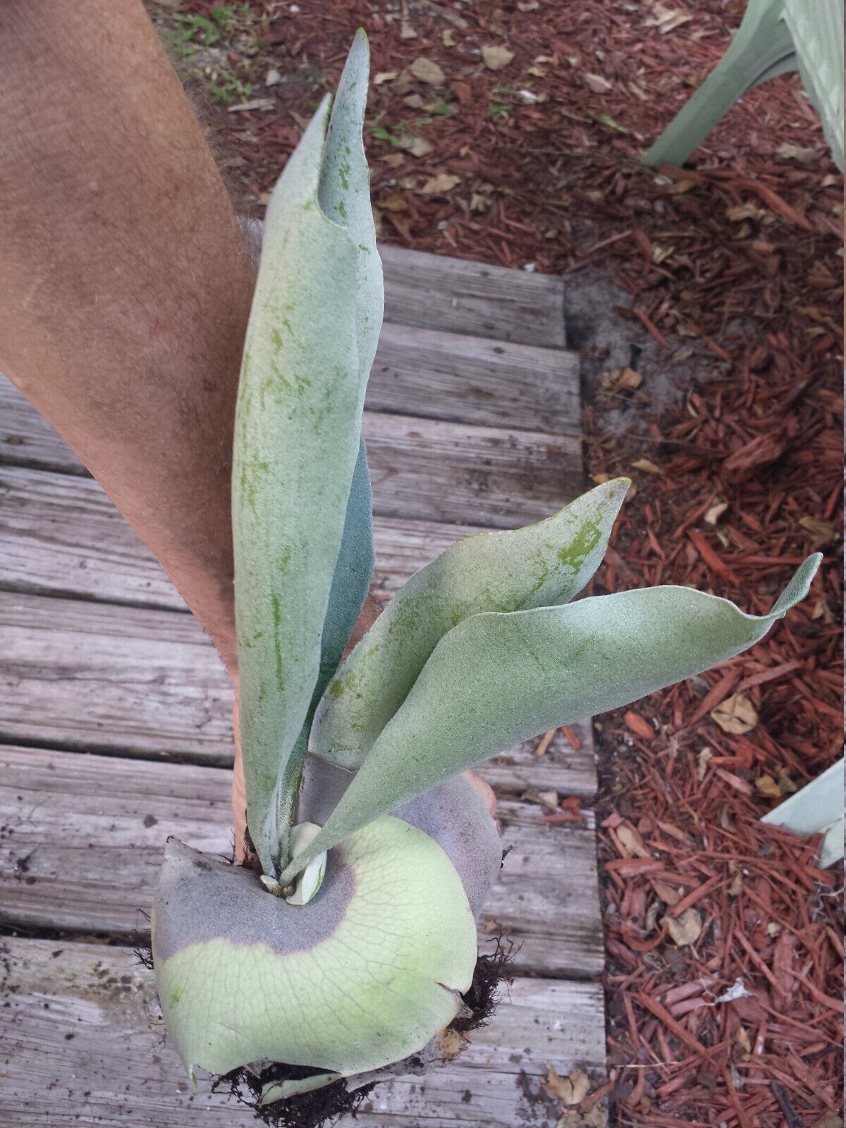 Staghorn Fern Platycerum hillii Tropical Plants