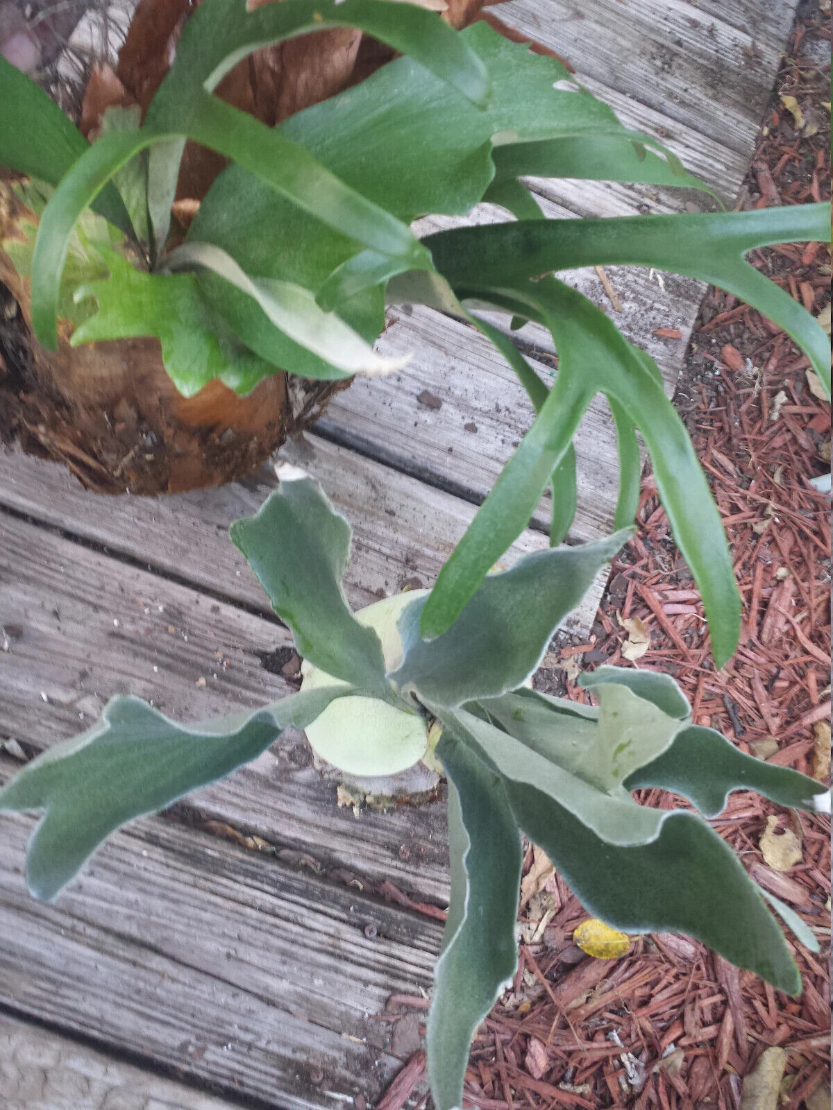 Staghorn Fern Platycerum hillii Tropical Plants