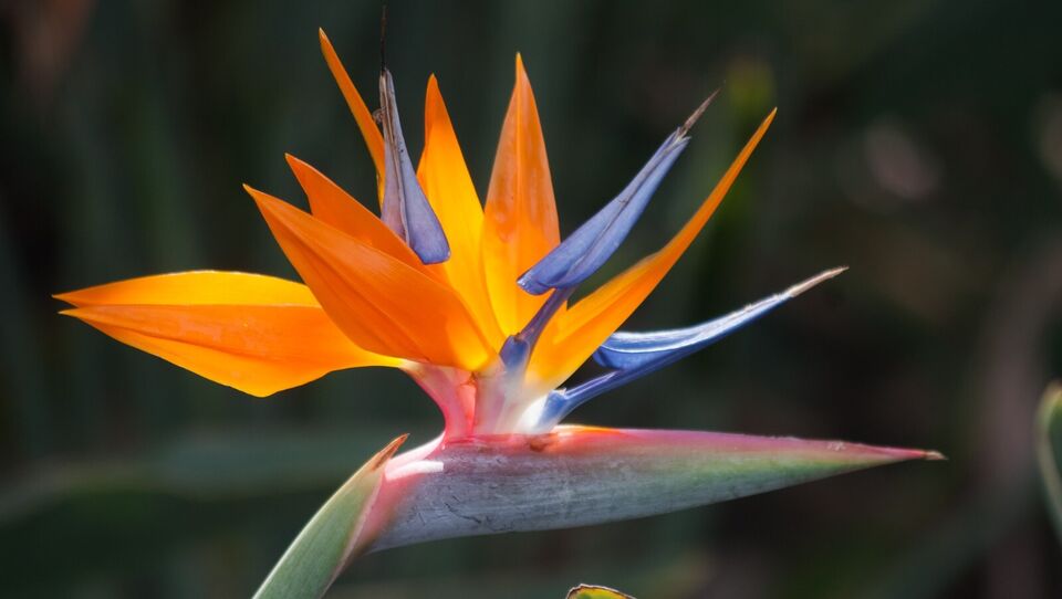 Strelitzia reginae Bird of Paradise orange