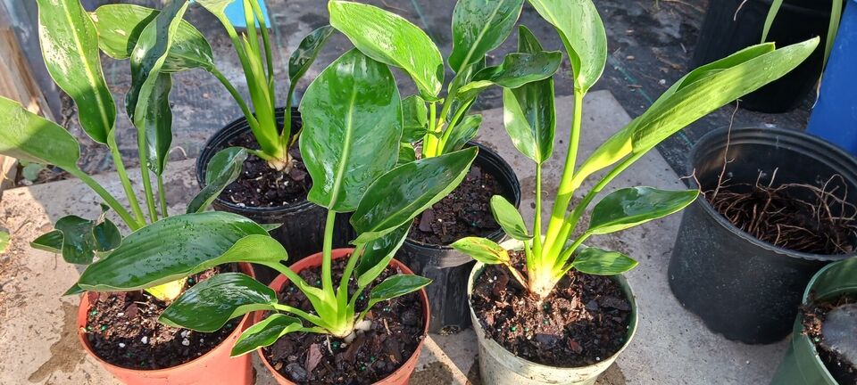 Strelitzia reginae Bird of Paradise orange
