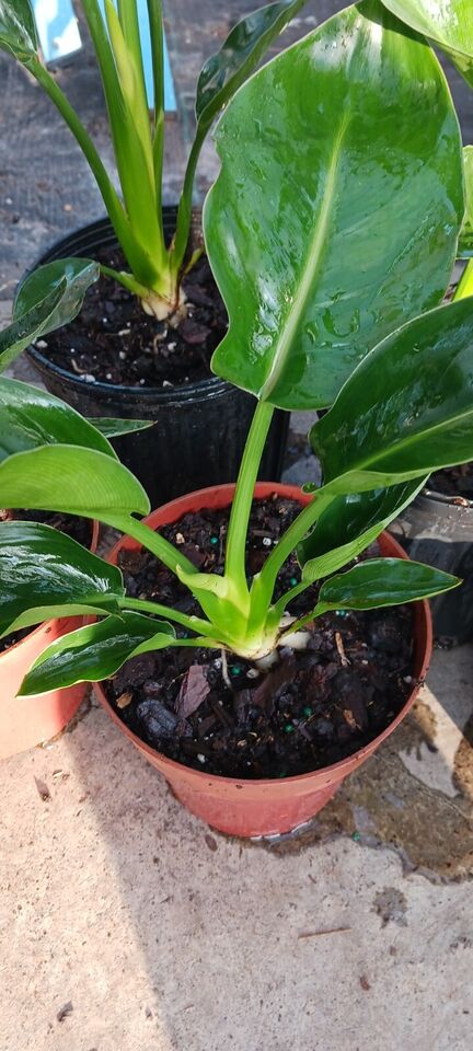 Strelitzia reginae Bird of Paradise 2 pack