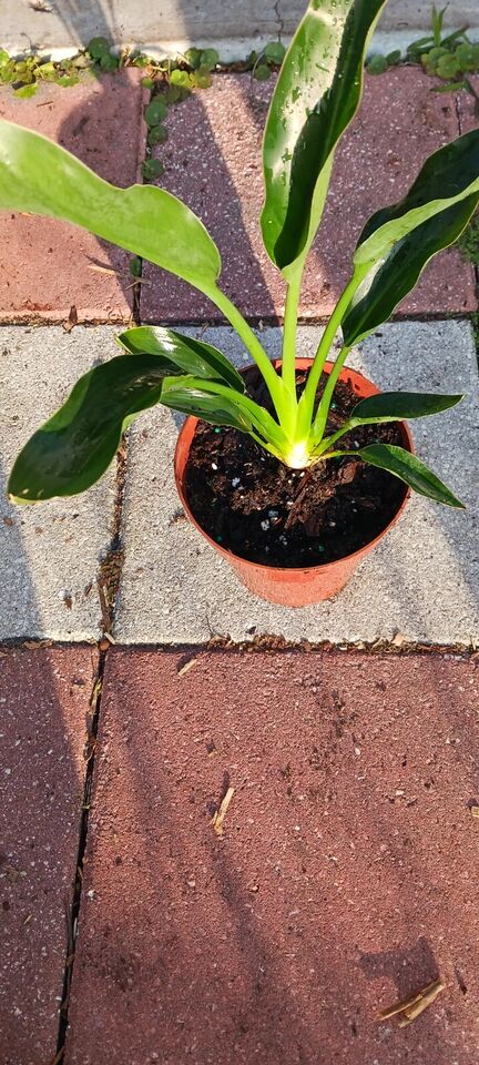 Strelitzia reginae Bird of Paradise orange