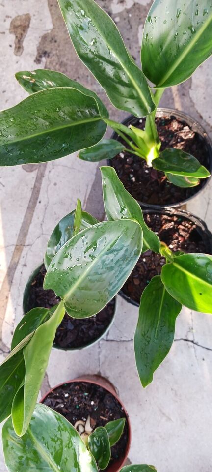 Strelitzia reginae Bird of Paradise 2 pack