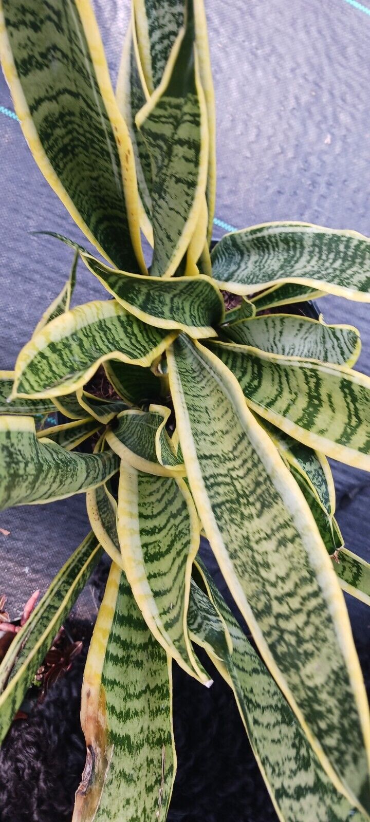 sansevieria trifasciata dogs Succlent Sansevieria trifasciata Laurenti Succulent Madagascar Africa – MadHappenings