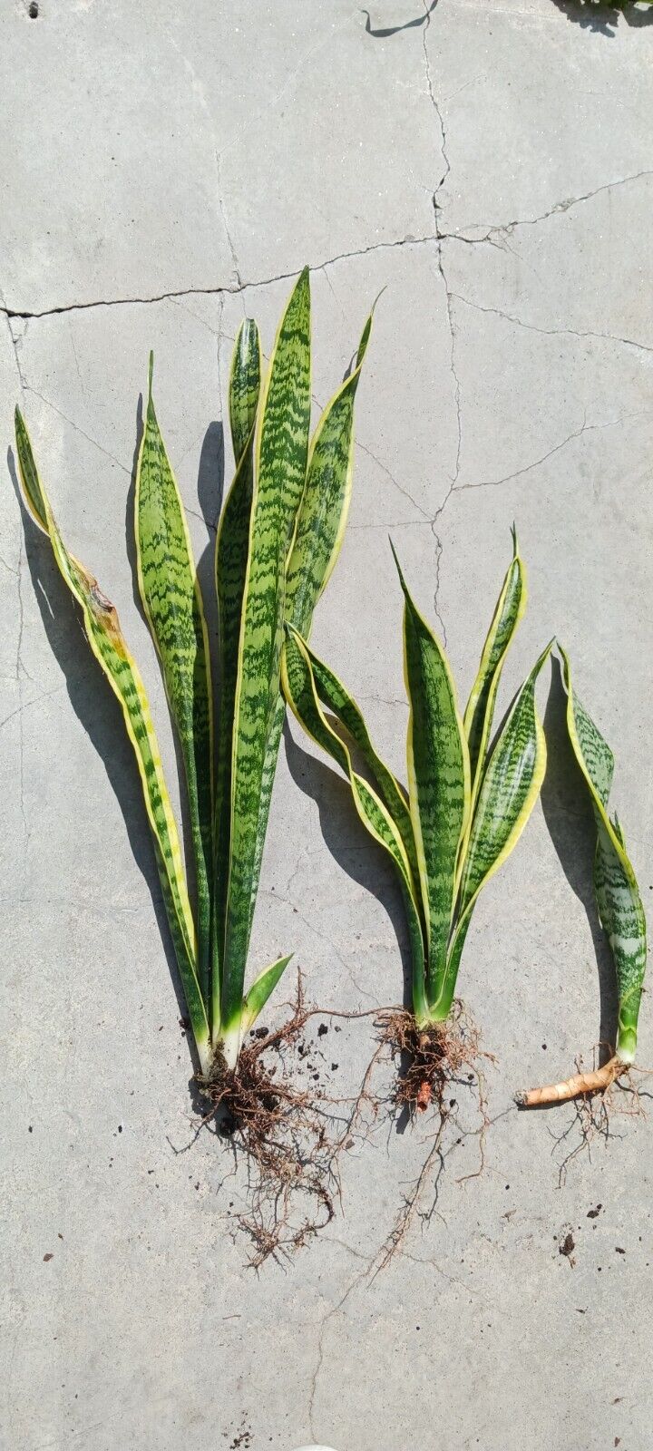 Succlent Sansevieria trifasciata Laurenti Succulent Madagascar Africa