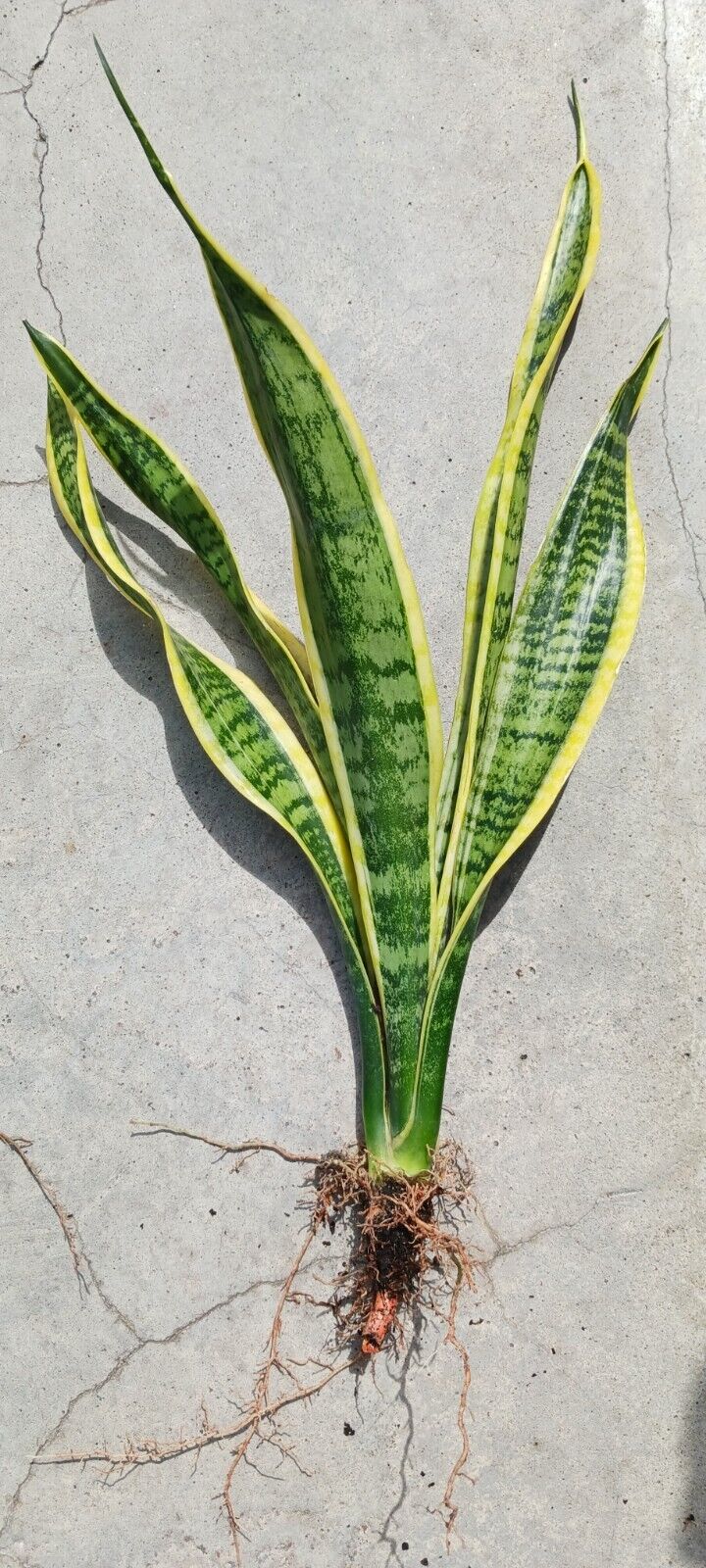 Succlent Sansevieria trifasciata Laurenti Succulent Madagascar Africa