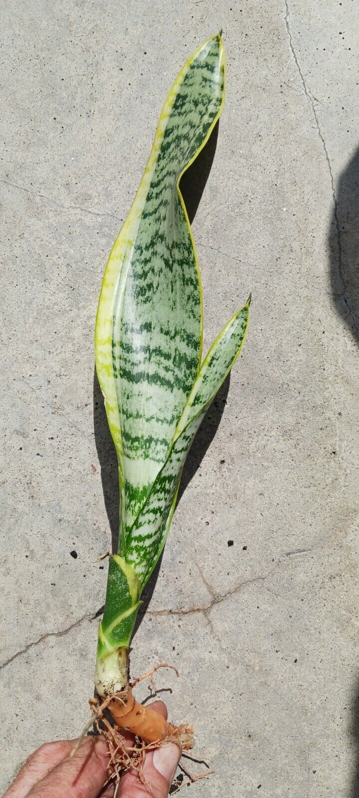 Succlent Sansevieria trifasciata Laurenti Succulent Madagascar Africa