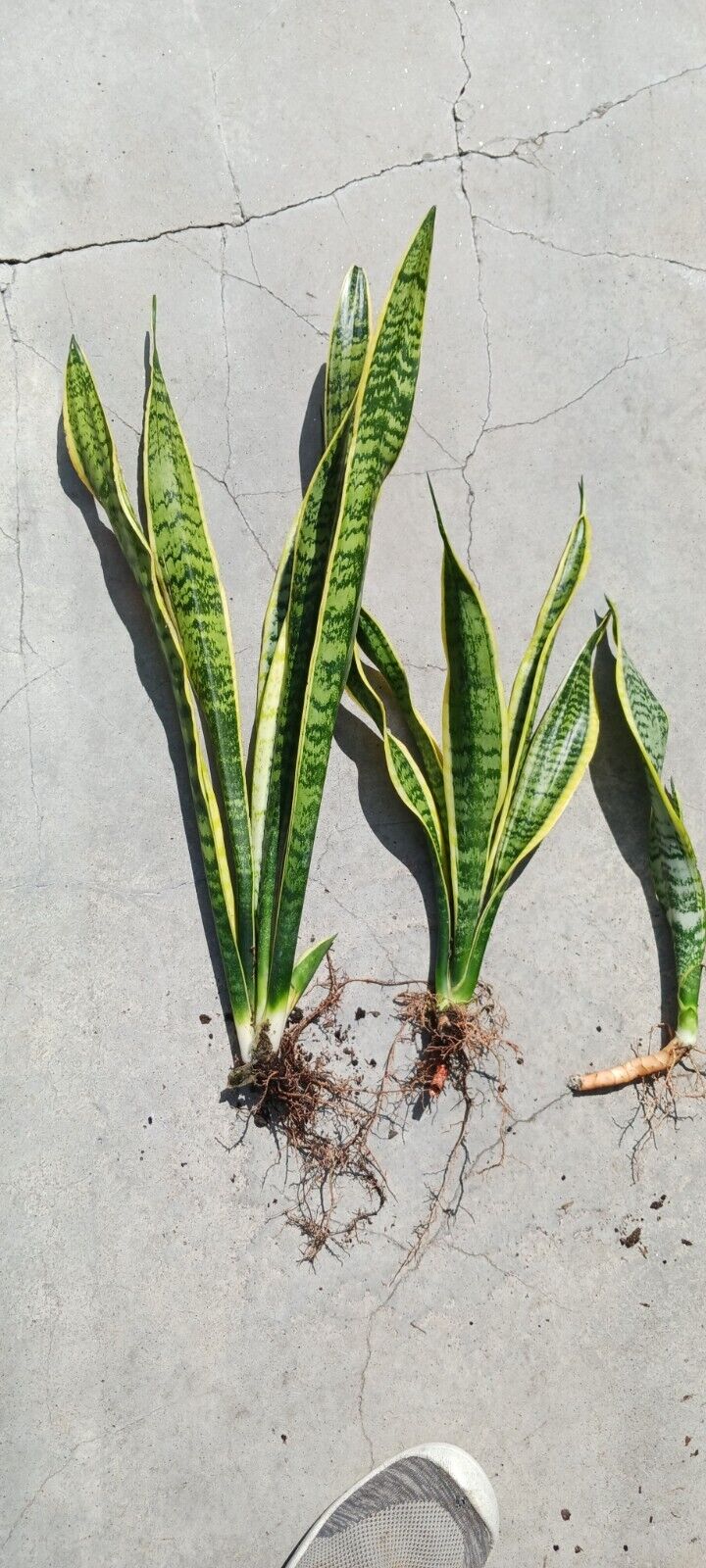 Succlent Sansevieria trifasciata Laurenti Succulent Madagascar Africa