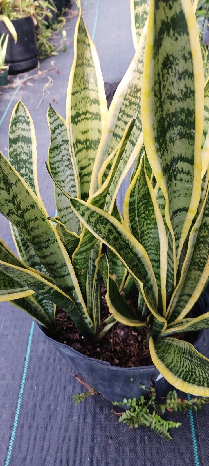 Succlent Sansevieria trifasciata Laurenti Succulent Madagascar Africa