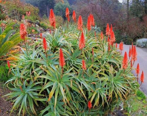 torch plant succulent Succulent Aloe arborescens Torch Aloe Cactus – MadHappenings