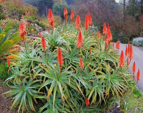 Succulent Aloe arborescens Torch Aloe Cactus