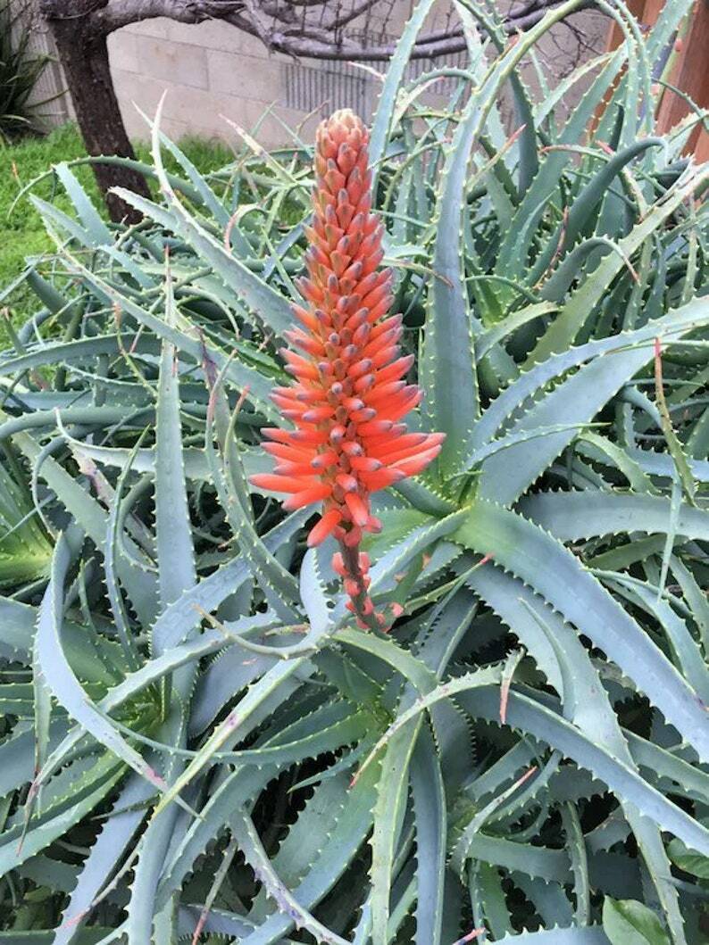 Succulent Aloe arborescens Torch Aloe Cactus