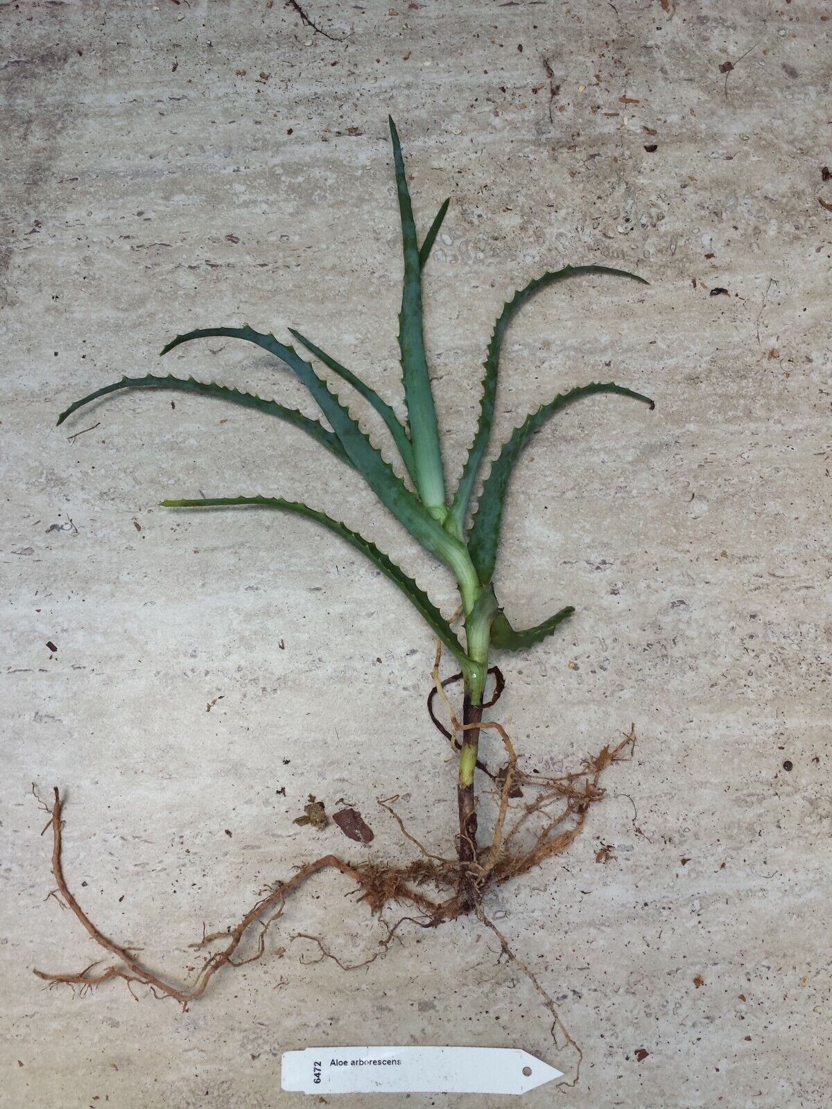 Succulent Aloe arborescens Torch Aloe Cactus