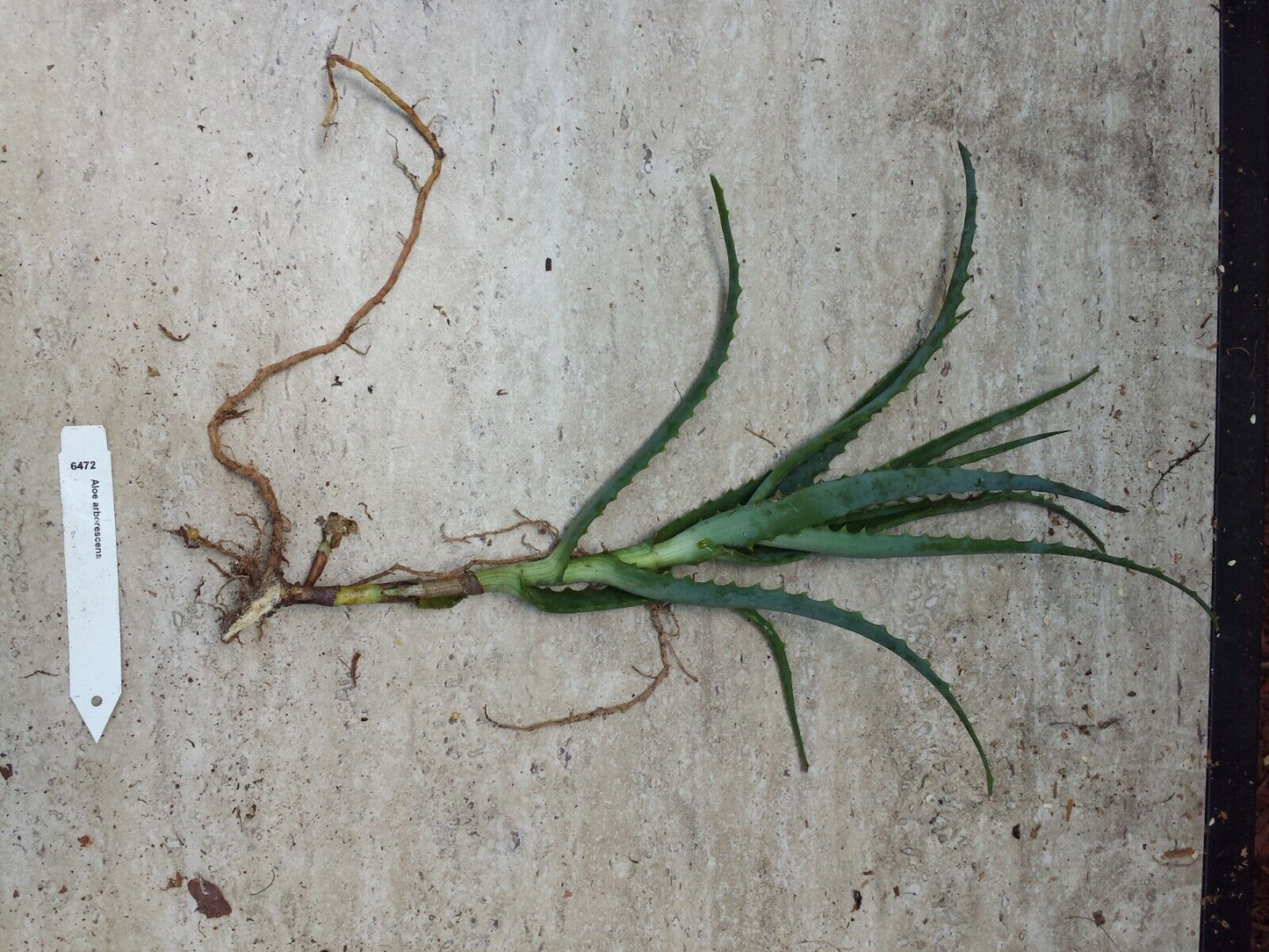 Succulent Aloe arborescens Torch Aloe Cactus