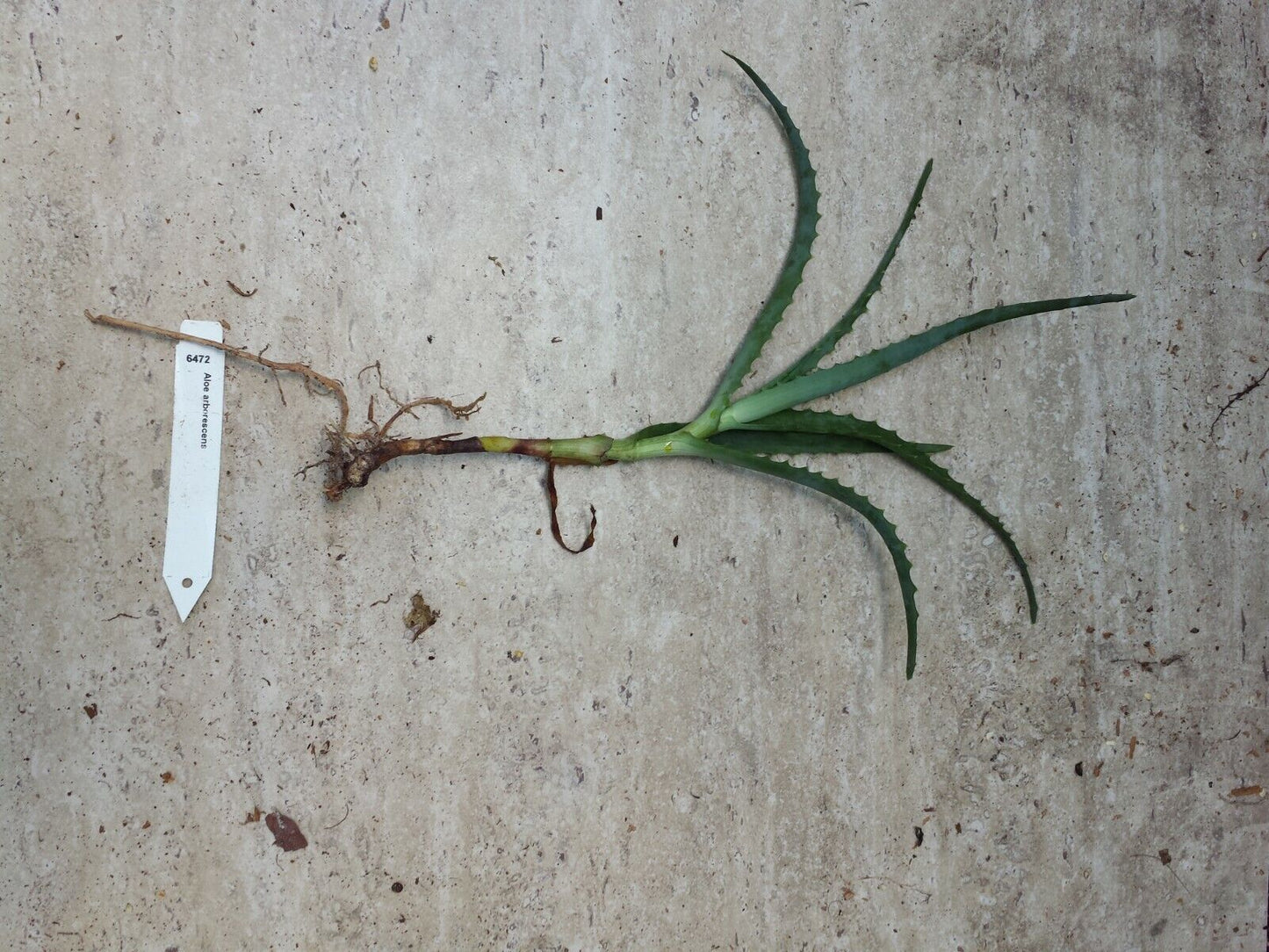 Succulent Aloe arborescens Torch Aloe Cactus