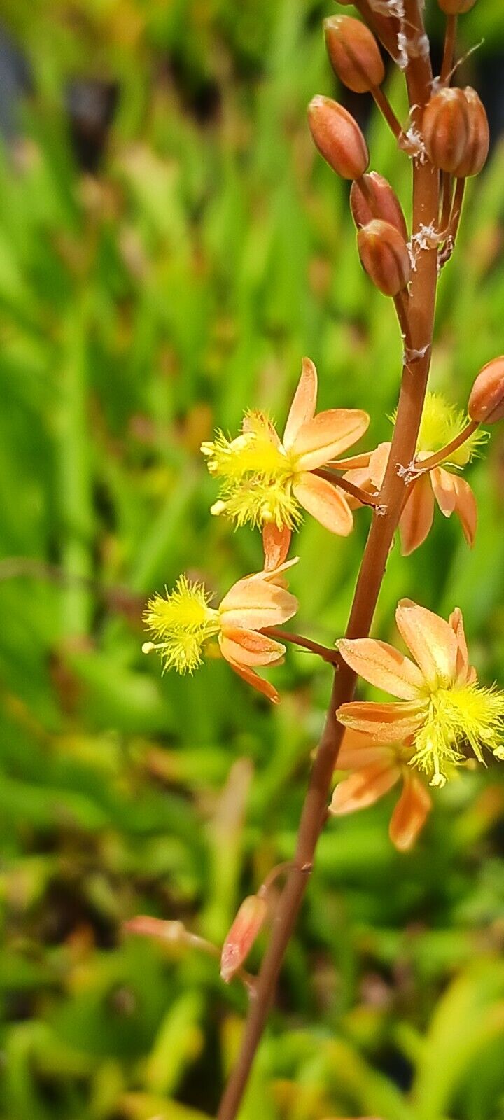 Succulent Bulbine frutescens Halmark Aloe Cactus Tropical Plant