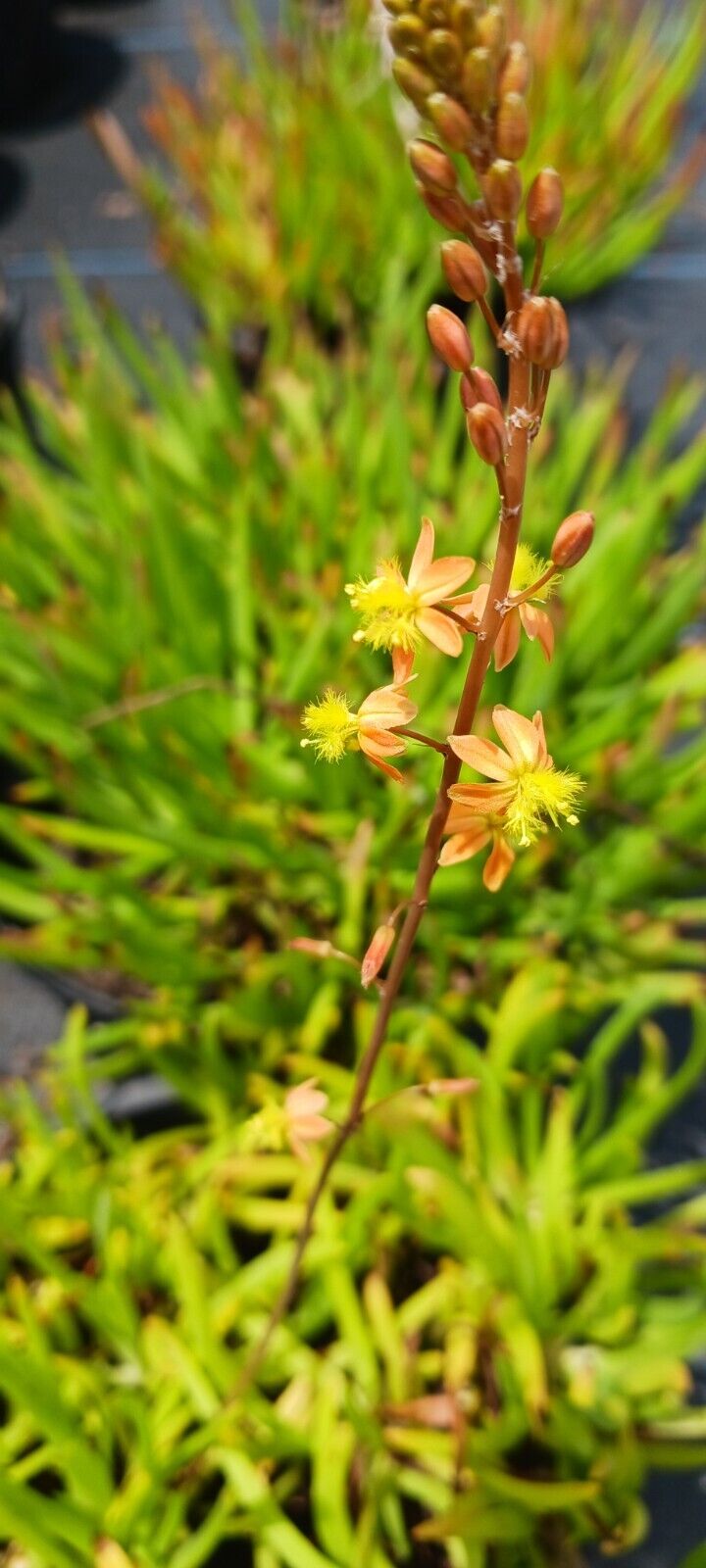 Succulent Bulbine frutescens Halmark Aloe Cactus Tropical Plant