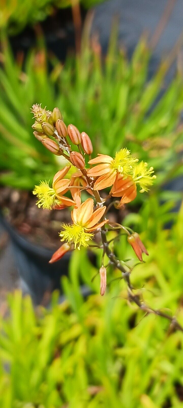Succulent Bulbine frutescens Halmark Aloe Cactus Tropical Plant