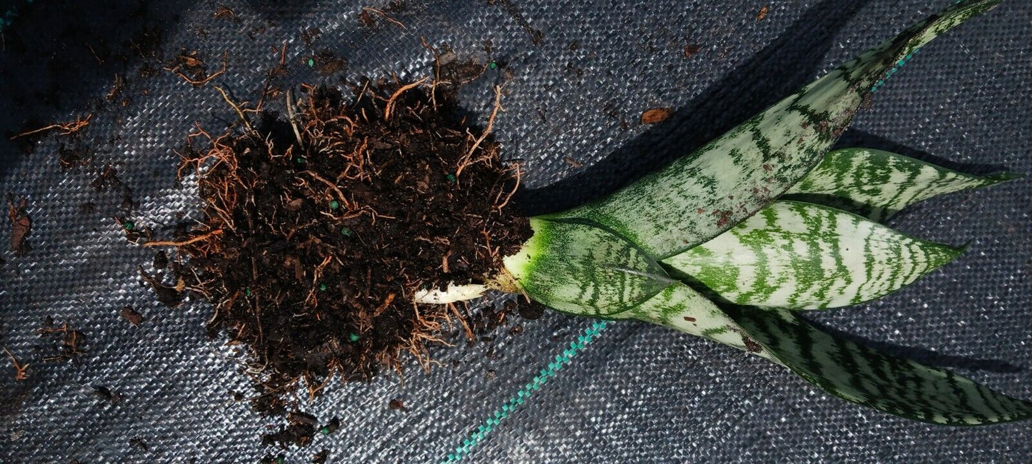 Succulent Sansevieria trifasciata Madagascar Africa
