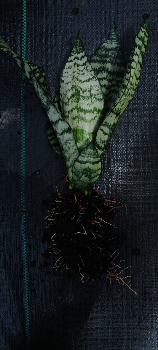 Succulent Sansevieria trifasciata Madagascar Africa