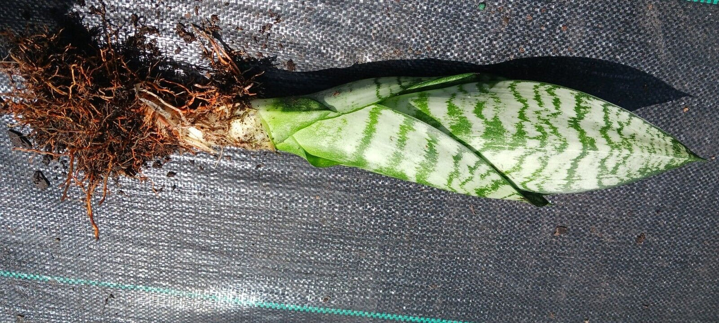 Succulent Sansevieria trifasciata Madagascar Africa