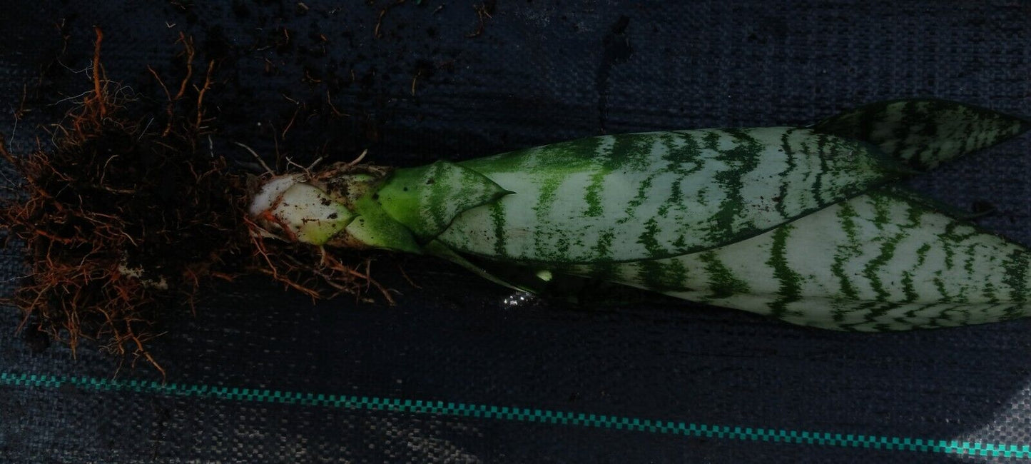 Succulent Sansevieria trifasciata Madagascar Africa