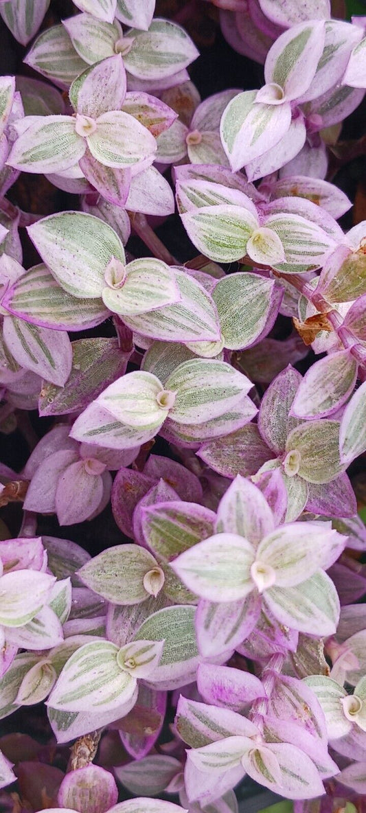 Succulent Tradescantia fluminensis Pink Lady Inch Plant Callisia