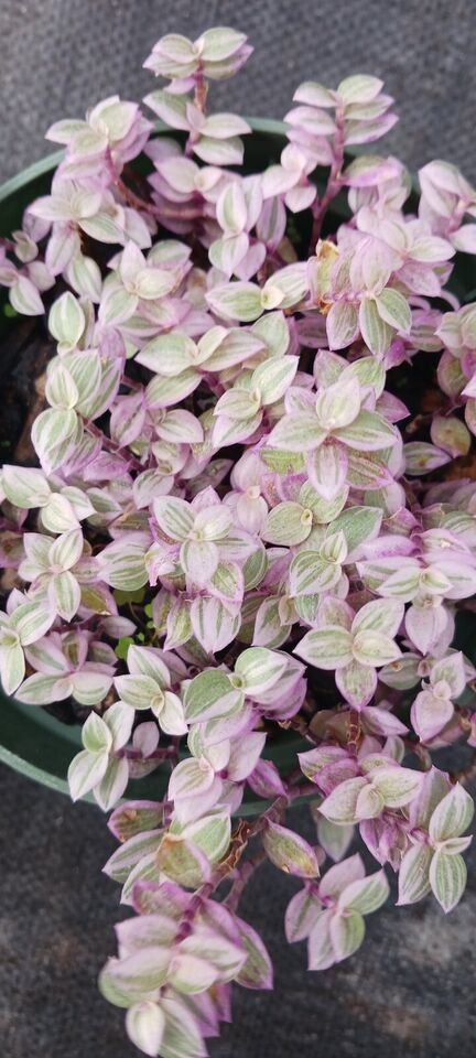 Succulent Tradescantia fluminensis Pink Lady Inch Plant Callisia