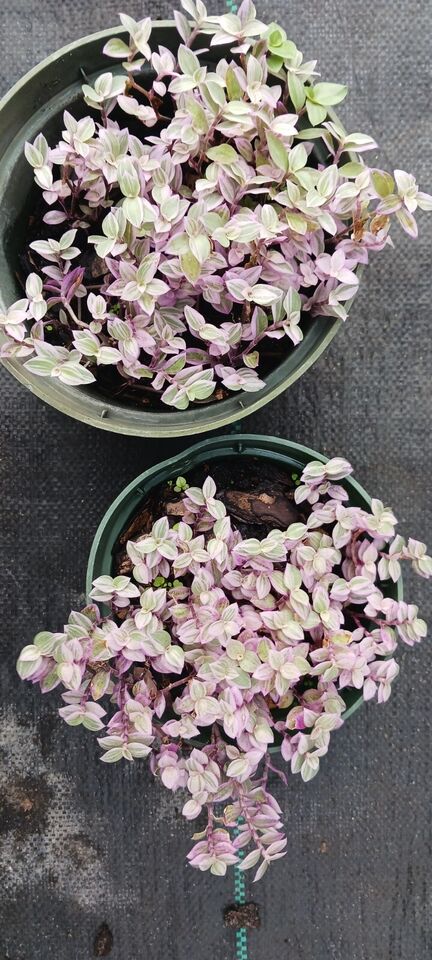 Succulent Tradescantia fluminensis Pink Lady Inch Plant Callisia