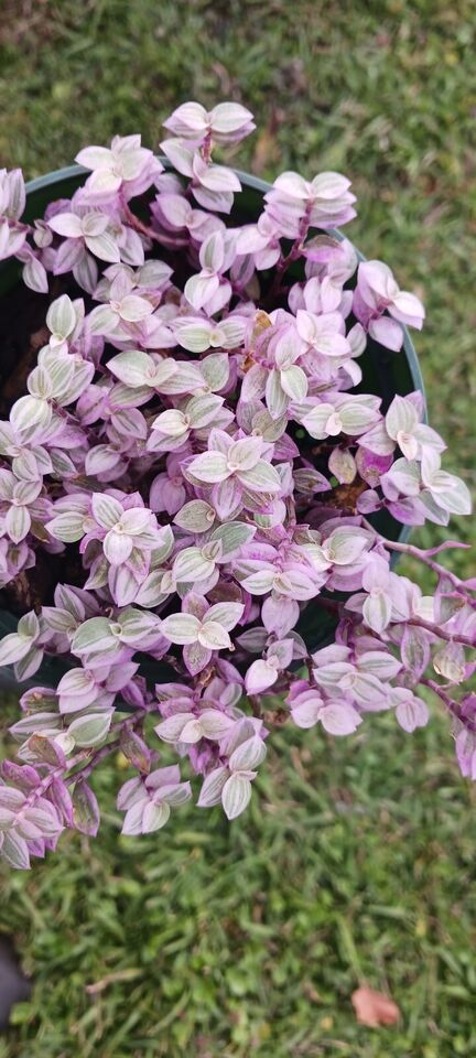 Succulent Tradescantia fluminensis Pink Lady Inch Plant Callisia