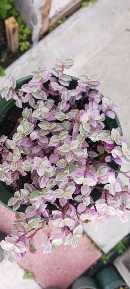 Succulent Tradescantia fluminensis Pink Lady Inch Plant Callisia