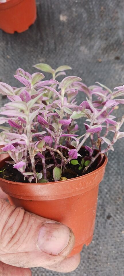 Succulent Tradescantia fluminensis Pink Lady Inch Plant Callisia